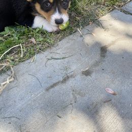 Pembroke Welsh Corgi Puppies from Serenity Ann Pups