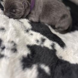 German Shepherd Puppies from Legacy K9’s
