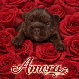 Amora - Tricolors female French Bulldog puppy in Glendale, Arizona from Frenchiepuphub