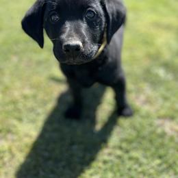 Labrador Retriever Puppies from J and D Retrievers