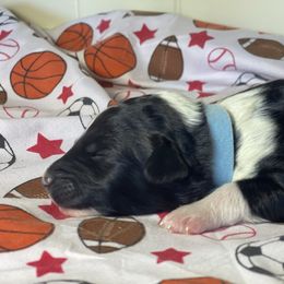 Smokey - Black and white male Aussiedoodle puppy in North Carolina from Carolina Doodles