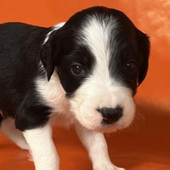 Acorn - White and black male Bordoodle puppy in Oak Hill, West Virginia from Highlands Bordoodles