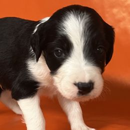 Acorn - White and black male Bordoodle puppy in Oak Hill, West Virginia from Highlands Bordoodles