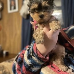 Yorkshire Terrier Puppies from Kruz Kennels