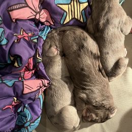 Great Dane Puppies from East Coast Great Danes