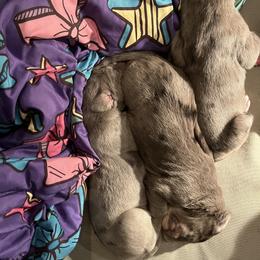 Great Dane Puppies from East Coast Great Danes