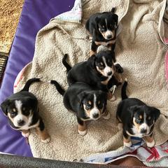 Entlebucher Mountain Dog Puppies from Ironclad