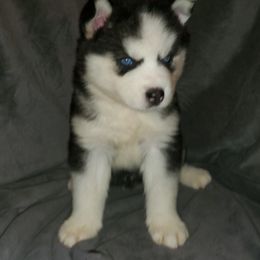 Siberian Husky Puppies from Xk siberians