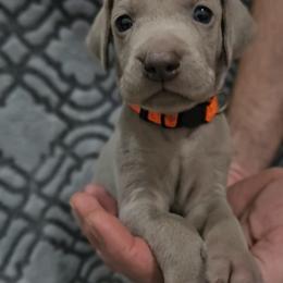 Orange Collar - Silver gray male Weimaraner puppy in Indiana from So-IN Weimaraner's