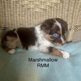 Boy 2 - Red merle male Miniature Australian Shepherd puppy in Roseville, California from Golden State Mini Aussies