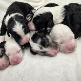 Sheepadoodle Puppies from My Sheepadoodle