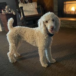 Nugget - Poodle