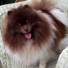 Pomeranians from Twins Heavenly Sent Pomeranians