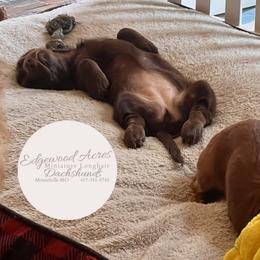 Dachshund Puppies from Edgewood Acres Miniature Longhair Dachshunds