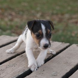 Marshall - Tri-color male Jack Russell Terrier puppy in West Bend, Iowa from Blue Skies Terriers