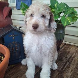 Eloise - Brown merle female Aussiedoodle puppy in Grand Saline, Texas from Aussies Acre