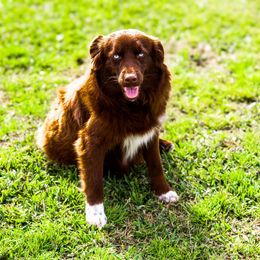 Mercy - Australian Shepherd