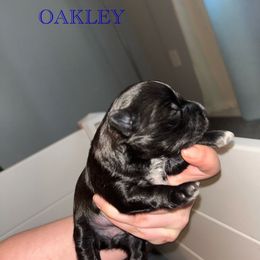 Oakley - Black male Morkie puppy in Aliquippa, Pennsylvania from The Morkie Mom
