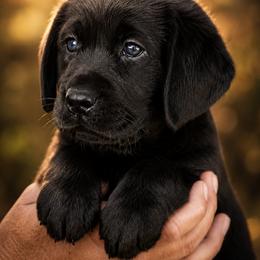 Labrador Retriever Puppies from van Dalen Labradors