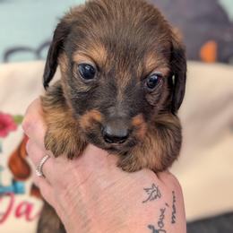 Milo - Red male Dachshund puppy in Barnard, Missouri from KB Doxies