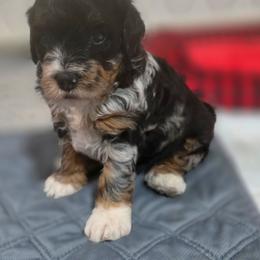 Bernedoodle and Goldendoodle Puppies from Doting Doodles