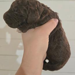 Floppsy - female Newfypoo puppy in Mckenzie, Tennessee from Small Town Doodles & Poodles