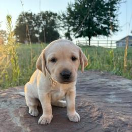 Butter - Yellow female Labrador Retriever puppy in Sugarcreek, Ohio from 1611 Sport Dogs
