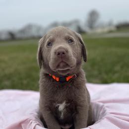 Dilute Retriever Puppies from Virdin’s Silver Labs