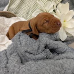 Girl 2 - female Vizsla puppy in Lexington, Kentucky from Summit Vizsla (we can deliver to you)