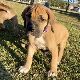 Great Danes from Tarheel danes