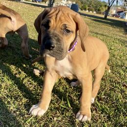 Great Danes from Tarheel danes