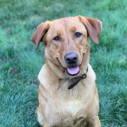 Labrador Retrievers from Kestrel hill labs