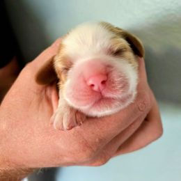 Kiwi - Red and white female Cocker Spaniel puppy in Bayfield, Colorado from Lucky Doodle Creations