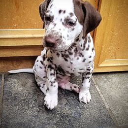 Dalmatian Puppies from RMS Dalmatians