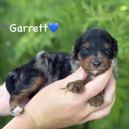 Garrett - Blue merle male Aussiedoodle puppy in Lancaster, Minnesota from Finney Ranch