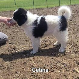 Cetina - White female Tornjak puppy in Oxford, Michigan from Blue Shamrock Tornjak