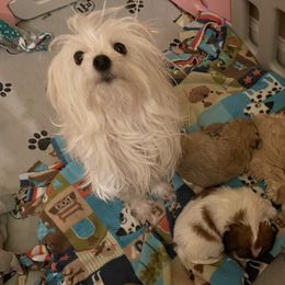 Ellie - Maltese