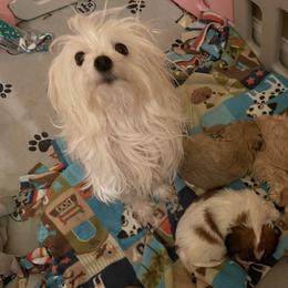 Ellie - Maltese