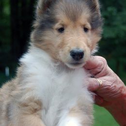 Collie Puppies from Creekwood Collies