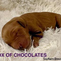 Box of Chocolates - Dark golden female Golden Retriever puppy in Jonesboro, Arkansas from N. E. Arkansas Goldens and Doodles