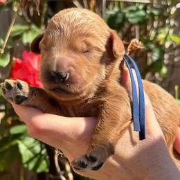 Casper - Blue collar - Apricot male Goldendoodle puppy in Puyallup, Washington from Dawnie’s Doodles