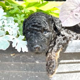 Minkie - Black female Labradoodle puppy in Murray, Utah from Swann's Kennels