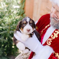 Mable - female Australian Mountain Doodle puppy in Spanish Fork, Utah from K Brand Doodles