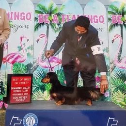 Pauly - Dachshund