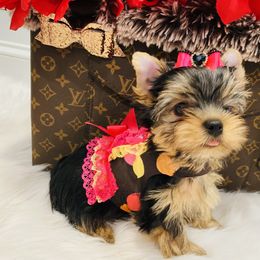 Yorkshire Terrier Puppies from Green Mountain Designer Yorkies