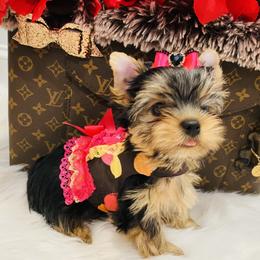 Yorkshire Terrier Puppies from Green Mountain Designer Yorkies