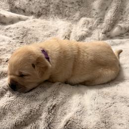 Purple - Yellow female Labrador Retriever puppy in Tekonsha, Michigan from Asher Acres Labs