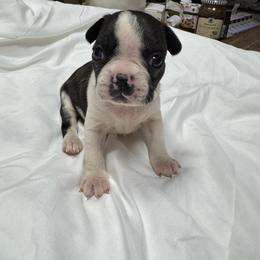 Tinsel - Black brindle and white female Boston Terrier puppy in Goshen, Ohio from Washburns bostons