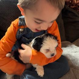 Patches - Parti female Lhasa Apso puppy in Snover, Michigan from Lhasa Fur Life