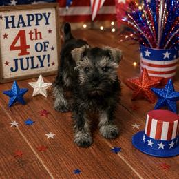 CP Purple AKC Toy - Black and silver female Miniature Schnauzer puppy in Benson, North Carolina from A Bundle of Love